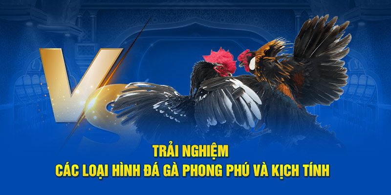 Trải nghiệm các loại hình đá gà phong phú và kịch tính