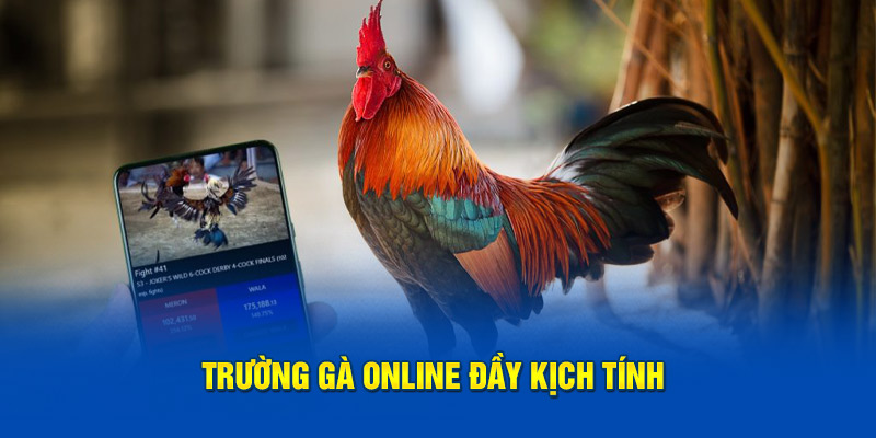 Trường gà online đầy kịch tính